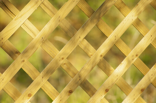 Wooden lattice bathed in golden hour  light.