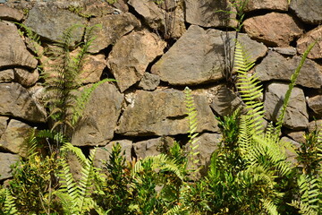 Boulder rocks with green plant leaves in Antipolo City, Philippines