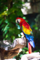 Macau parrot