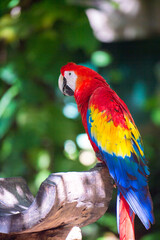Macau parrot