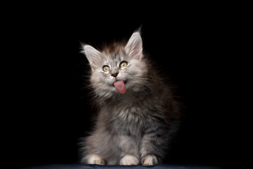 funny porttrait of a cute maine coon kitten sticking out tongue licking invisible window glass
