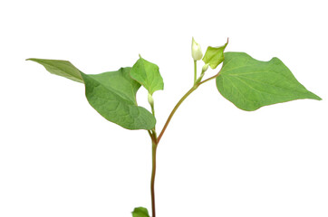 Houttuynia cordata fish herb