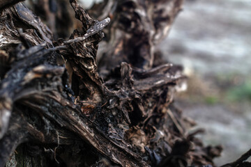 Beautiful decorative background with a wooden ruined driftwood. Unusual image of a stump for design. Stock photo
