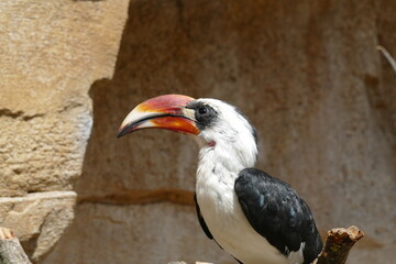 Portrait of a hornbill, an african bird in an avery 