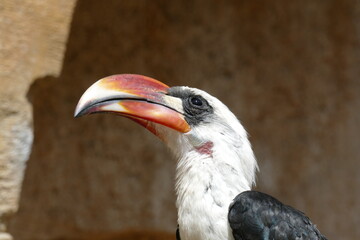 Portrait of a hornbill, an african bird in an avery 