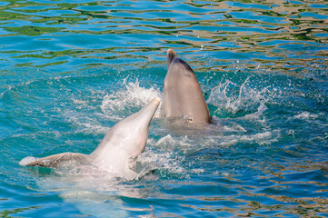 Fototapeta premium Beautiful dolphin does tricks