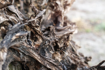 Beautiful decorative background with a wooden ruined driftwood. Unusual image of a stump for design. Stock photo