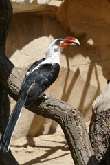 Portrait of a hornbill, an african bird in an avery 