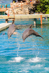 Couple of dolphins jump out of the water