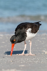 An adult American Oystercatcher searching for food