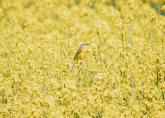 bird on the field