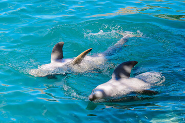 Obraz premium Couple of dolphins do tricks in the water