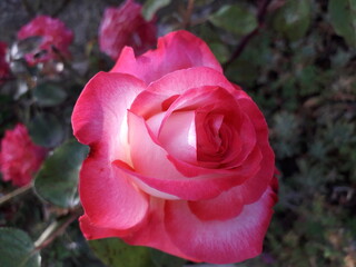 magnificent rose