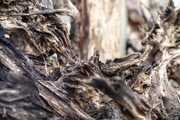 Beautiful decorative background with a wooden ruined driftwood. Unusual image of a stump for design. Stock photo