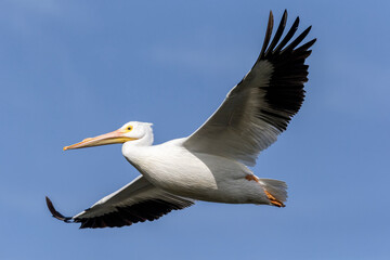 An adult American White Pelican in flight