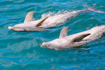 Couple of dolphins do tricks in the water