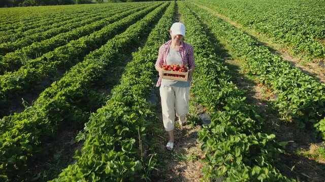 Happy female farmer carries a full box of ripe strawberries on the field. A smiling girl walks along the rows of a strawberry field
