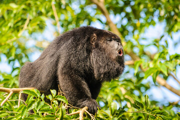 It's Howler monkey sings on the tree