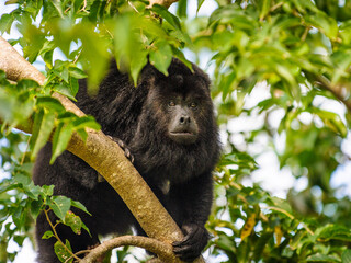 It's Howler monkey on the tree in Mexico