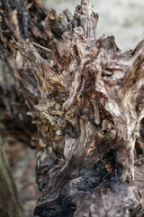 Beautiful decorative background with a wooden ruined driftwood. Unusual image of a stump for design. Stock photo