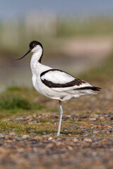 Fototapeta premium An adult Avocet/ Pied Avocet