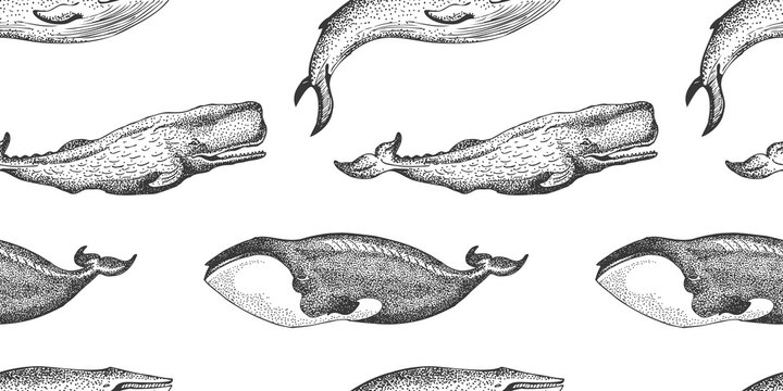 Graphical seamless pattern with set of whales isolated on white background. Sperm whale, blue whale and Greenland right whale illustration, endangered marine animal concept. Educational wildlife