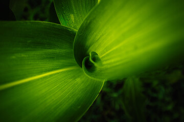 Close-up view of grass in a field of cobs