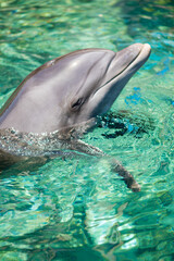 The yong Bottlenose dolphin is swimming in red sea