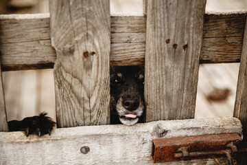 muzzle of a black dog close up behind bars in a shelter