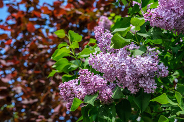 Lilac bush with blossoming flowers against the sky and a bush with red leaves.