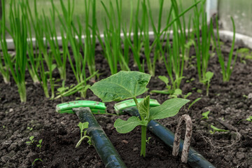 Young small seedling of cucumber planted in the ground, close-up on a background of green feathers of onions.