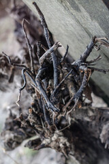 Beautiful decorative background with a wooden ruined driftwood. Unusual image of a stump for design. Stock photo