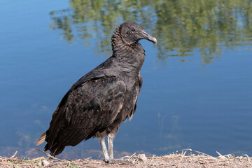 Young Black Vulture
