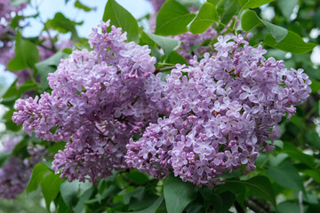 Obraz premium A large bouquet of pink lilac flowers close-up on a background of green leaves.