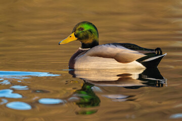 Fototapeta premium An adult Drake Mallard at sunset