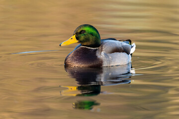 An adult Drake Mallard at sunset