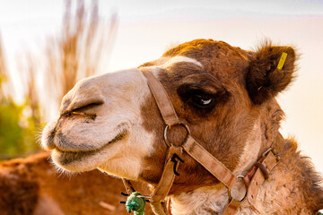 It's Portrait of a camel in the desert of Morocco