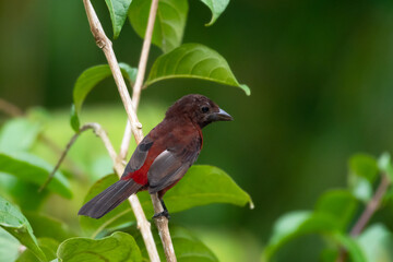 A Silver-beaked Tanager perching in a tree with a green background.