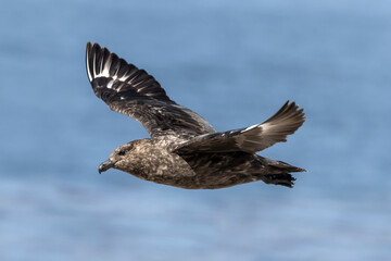 Falkland Skua in flight