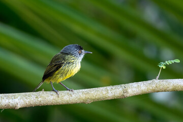 A Spotted Tody perching on a branch in the mangrove.