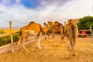 It's Camels in the desert of Morocco