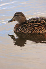 duck on the water