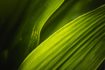 Close-up view of grass in a field of cobs
