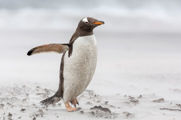 Fototapeta na wymiar An adult Gentoo Penguin struggling through a sand storm
