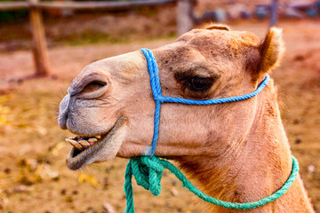 It's Portrait of a camel in the desert of Morocco