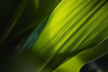 Close-up view of grass in a field of cobs