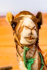 It's Portrait of a camel in the desert of Morocco