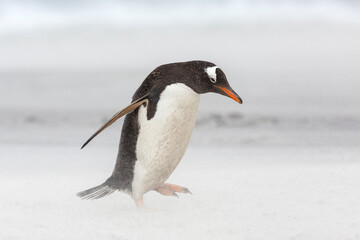 Fototapeta na wymiar An adult Gentoo Penguin struggling through a sand storm