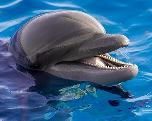 The yong Bottlenose dolphin is swimming in red sea