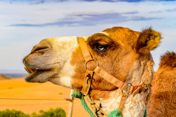 It's Portrait of a camel in the desert of Morocco